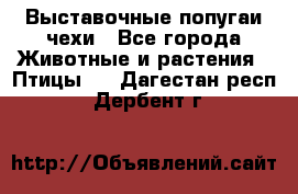 Выставочные попугаи чехи - Все города Животные и растения » Птицы   . Дагестан респ.,Дербент г.